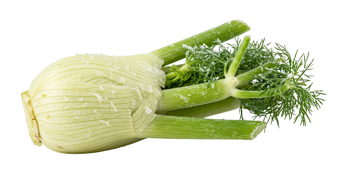 Tiefgefrorener Fenchel